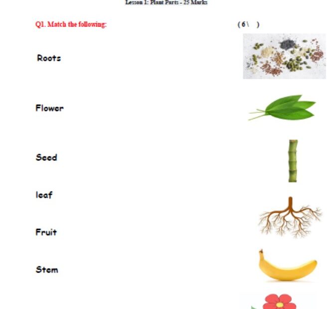 اختبار التقويم الأول Plant Parts العلوم المتكاملة الصف الأول