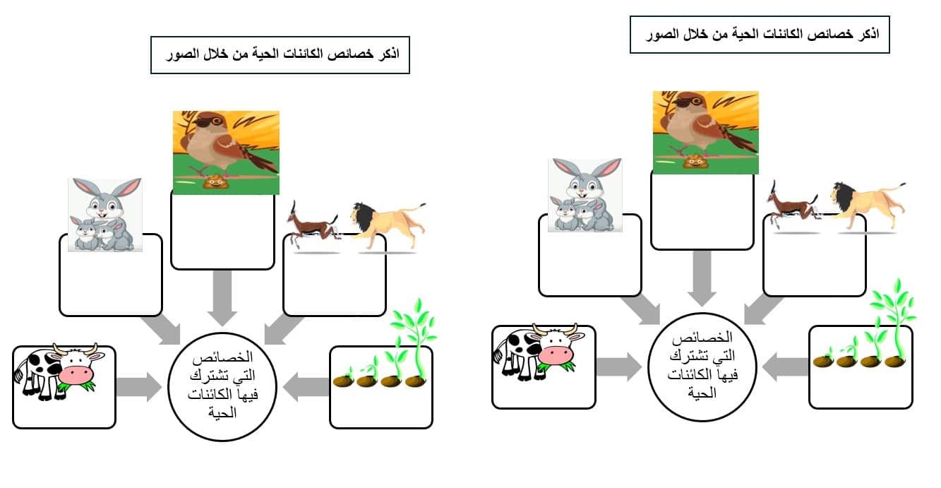 أوراق عمل متنوعة العلوم المتكاملة الصف الثالث - بوربوينت