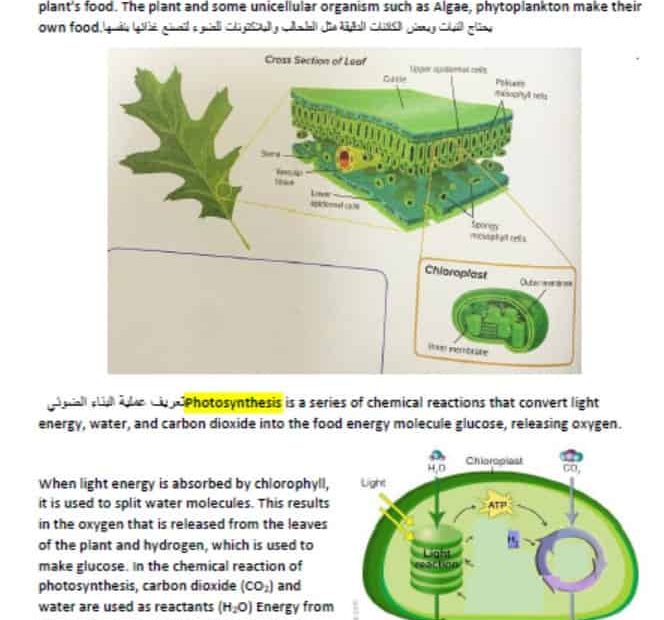 ملخص درس photosynthesis and cellular Respiration & Flow of Energy العلوم المتكاملة الصف السابع