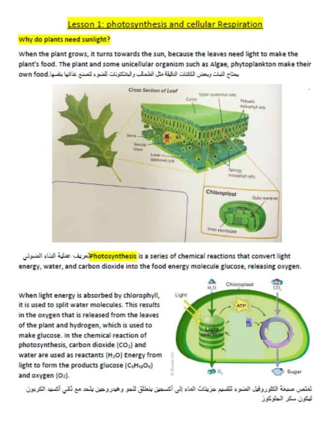 ملخص درس photosynthesis and cellular Respiration & Flow of Energy العلوم المتكاملة الصف السابع