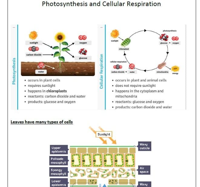 أوراق عمل Photosynthesis and Cellular Respiration العلوم المتكاملة الصف السابع