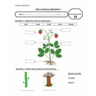 ورقة عمل درس plant parts العلوم المتكاملة الصف الأول