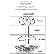 ورقة عمل النباتات وأجزاؤها العلوم المتكاملة الصف الثالث - بوربوينت