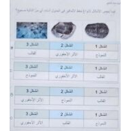 امتحان نهائي الجزء الإلكتروني العلوم المتكاملة الصف الثامن الفصل الدراسي الثالث 2024-2025