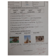 اللغة الإنجليزية أوراق عمل للصف الثالث مع الإجابات