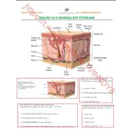 مراجعة حسب الهيكل الوزاري الأحياء الصف الثاني عشر عام