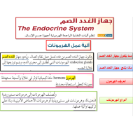 الأحياء بوربوينت درس (الغدد الصماء) للصف التاسع