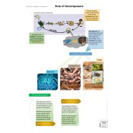 ملخص درس Role of decomposers العلوم المتكاملة الصف الخامس