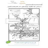 ورقة عمل عملية البناء الضوئي العلوم المتكاملة الصف الثالث