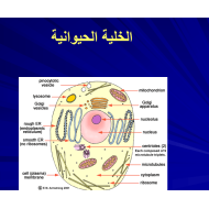 العلوم المتكاملة بوربوينت تلخيص (الخلية الحيوانية) للصف الرابع