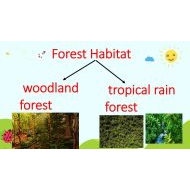 حل درس Forest Habitat بالإنجليزي العلوم المتكاملة الصف الثاني - بوربوينت