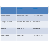 الأحياء بوربوينت درس (Carbohydrates) بالإنجليزي للصف التاسع متقدم