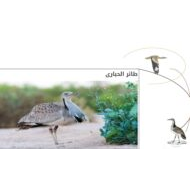 درس طائر الحبارى الدراسات الإجتماعية والتربية الوطنية الصف الثاني عشر - بوربوينت