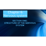 الأحياء بوربوينت Structure of the nervous system بالإنجليزي للصف العاشر