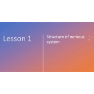 ملخص Structure of the nervous system الأحياء الصف التاسع متقدم - بوربوينت