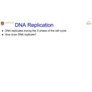 درس DNA Replication الأحياء الصف العاشر نخبة - بوربوينت