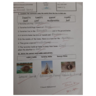 اللغة الإنجليزية أوراق عمل (نموذج امتحان) للصف الثالث مع الإجابات