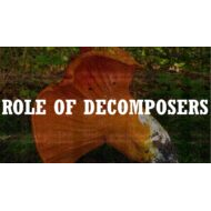 درس Role of decomposers العلوم المتكاملة الصف الخامس - بوربوينت