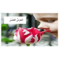 درس الحواس الخمس اللغة العربية الصف الثاني - بوربوينت