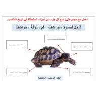أوراق عمل نشاط درس السلحفاة اللغة العربية الصف الثاني - بوربوينت