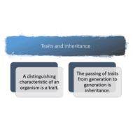 درس Traits and inheritance بالإنجليزي الصف السادس مادة العلوم المتكاملة - بوربوينت