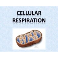 حل درس Cellular respiration العلوم المتكاملة الصف السادس - بوربوينت
