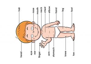 اجزاء جسم الانسان باللغة الانجليزية للاطفال Human Body Parts