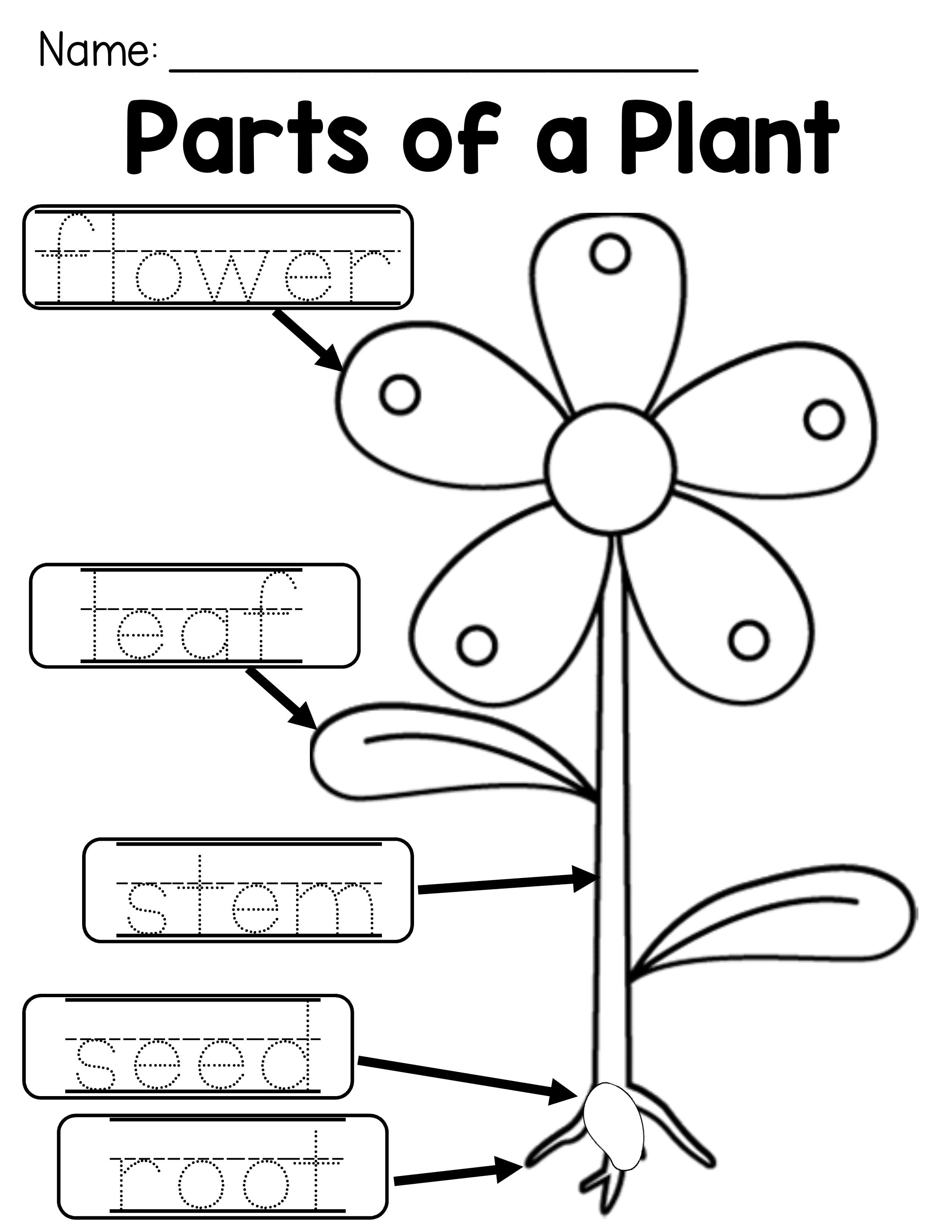 نشاط مميز وممتع Parts of a Plant دورة حياة النبات