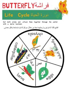 Butterfly Life Cycle Printable Worksheet