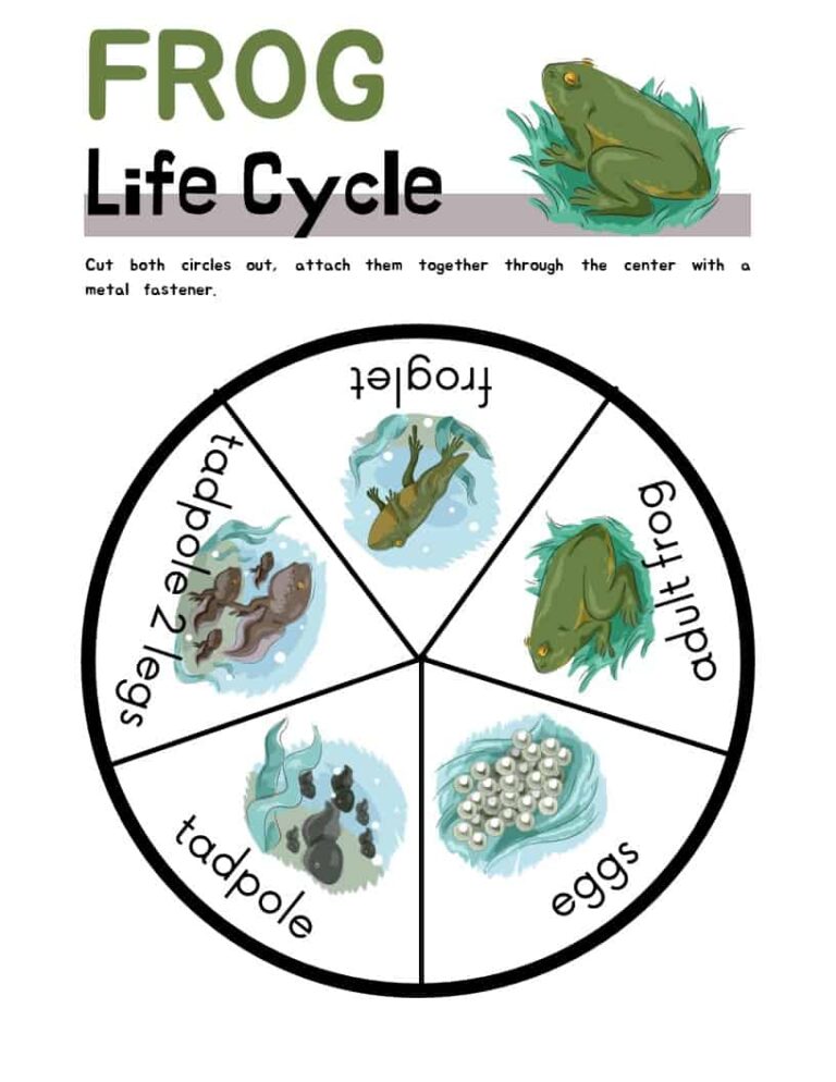 Frog Life Cycle Cut-out Worksheet