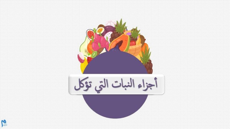 أجزاء النبات التي تؤكل