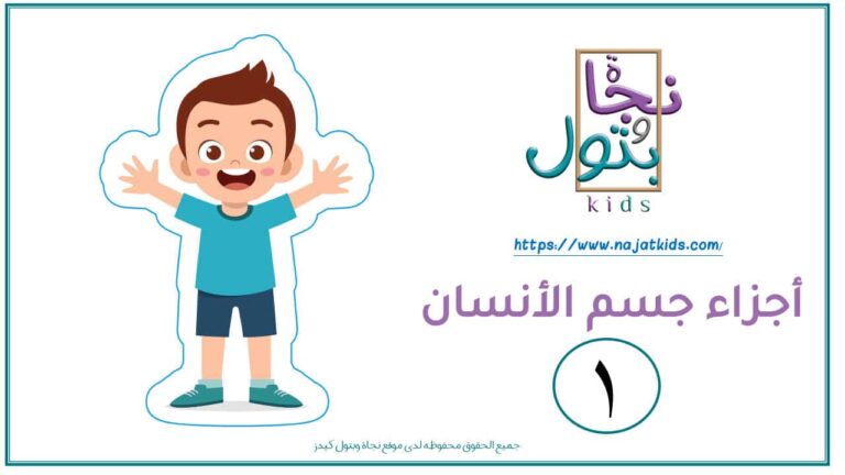 بطاقات أجزاء الجسم