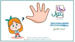 بوربوينت أسماء الأصابع