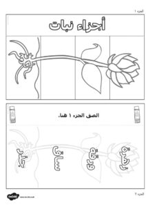 ورقة عمل أجزاء النبات