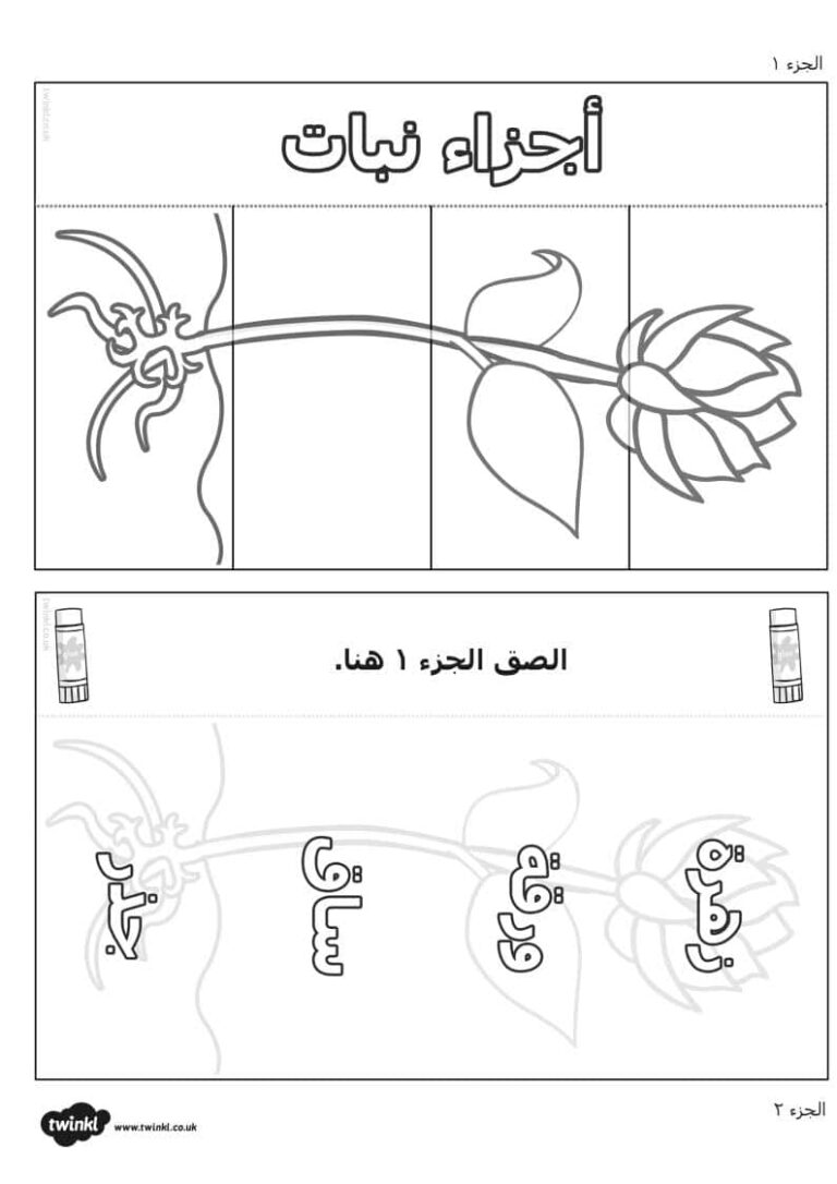 ورقة عمل أجزاء النبات